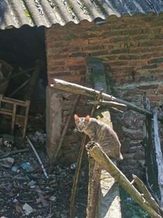 破旧小屋旁的猫咪