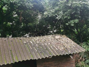 林间老旧瓦片屋顶