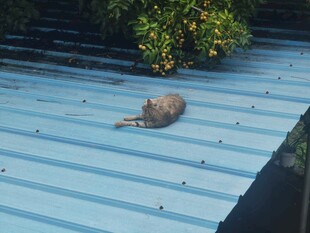 屋顶上休憩的猫咪