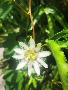 白色百香果花朵特写