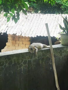 墙头休憩的猫咪