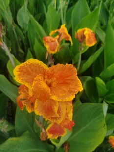 艳丽美人蕉绽放绿意间