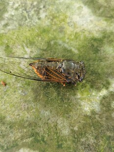 趴在绿叶上的褐色昆虫 蝉