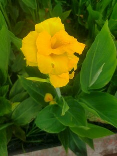 娇艳黄花朵 绿叶相衬