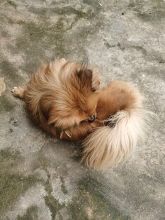 蜷缩的长毛宠物犬