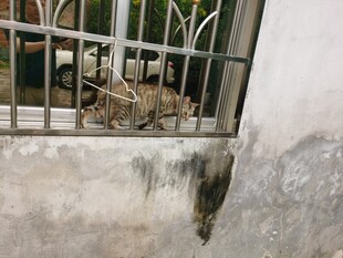 窗边猫咪躲在铁栏后