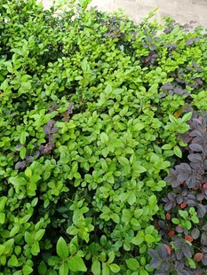 翠绿茂盛的绿色植物