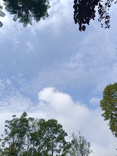 仰望蓝天白云绿树