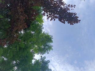 仰视绿树蓝天美景