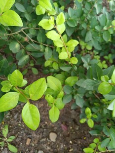 翠绿叶片的蓬勃植物