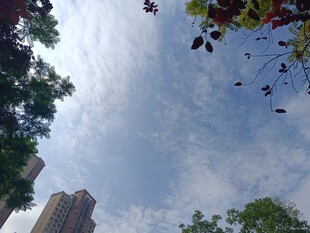 城市树梢间的蓝天白云