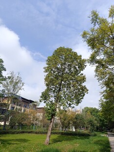 公园绿树与建筑美景