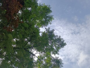 仰视绿树与天空美景