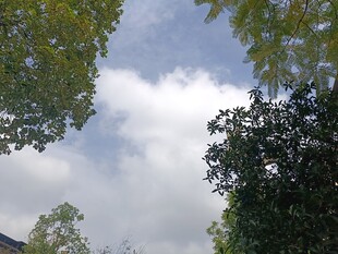 仰视绿树间的蓝天白云