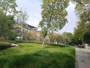 城市中的静谧绿意公园