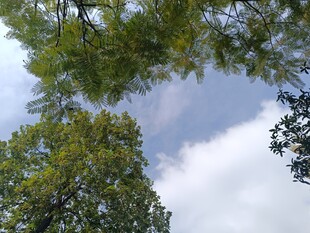 仰视绿树与蓝天白云