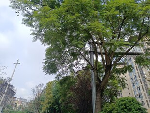 城市中葱郁的绿树景观