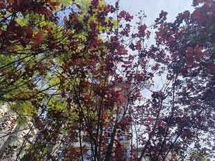 秋日多彩树木景观