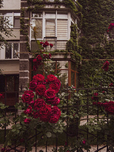 庭院中绽放的艳丽红玫瑰