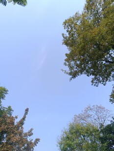 仰视绿树蓝天美景