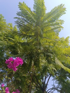 阳光下的棕榈树与紫花