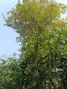 秋日繁茂绿树景观