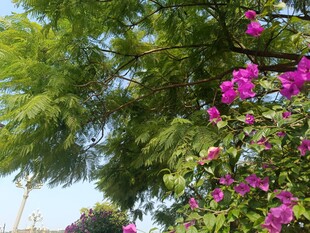 绿叶间绽放的艳丽繁花