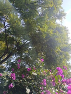 阳光照耀下的繁花绿树