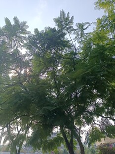 阳光下的繁茂绿树