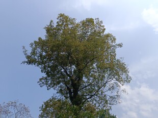 蓝天绿树风景图