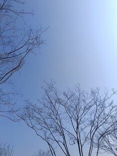 冬日晴空下的光秃树枝