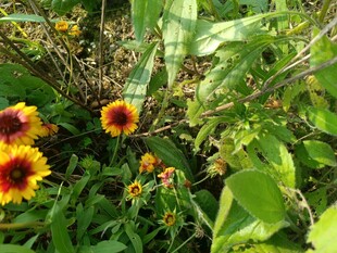 多彩花朵绽放于绿叶间