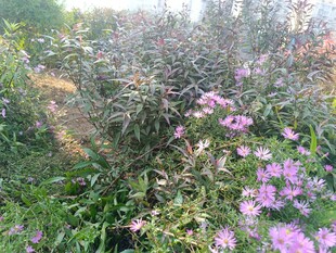 田野中的绚烂紫色花卉