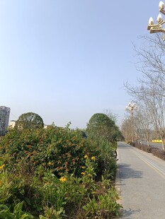 路边绿植景观