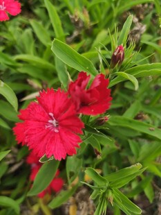 娇艳红花朵绿叶相映衬