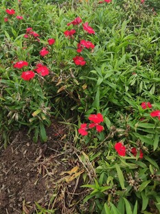 田野中绽放的鲜艳红花朵