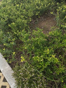 户外绿植与木质平台场景