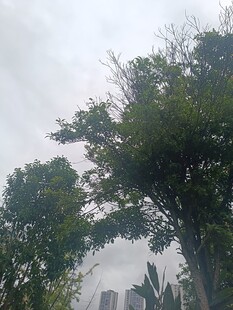 绿树掩映下的城市天际线