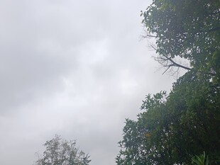 云雾中树木的朦胧景致