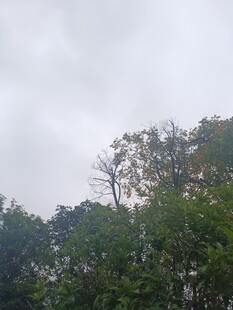 阴天中的茂密树林