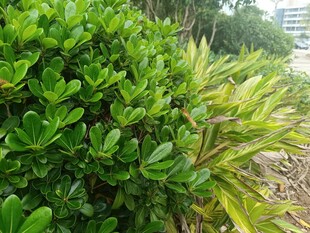 翠绿繁茂的灌木丛景观