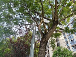 城市中高大茂盛的树木