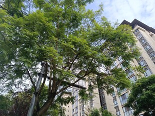 绿树掩映下的高层住宅