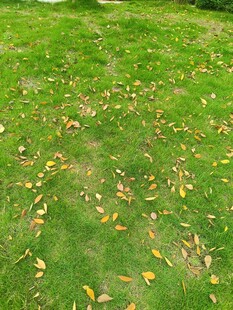 秋日草地落叶景致