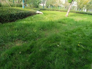 绿意盎然的户外草地景观