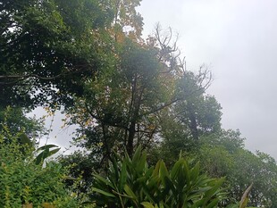 山林绿意盎然的自然景象