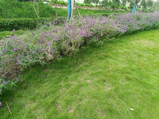 绿草紫花装点的美丽景观