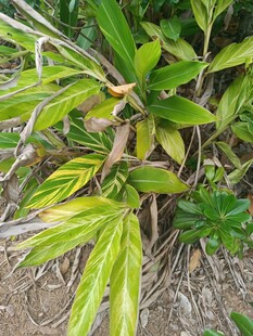 翠绿繁茂的植物景观