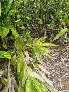 翠绿竹林中的生机景象