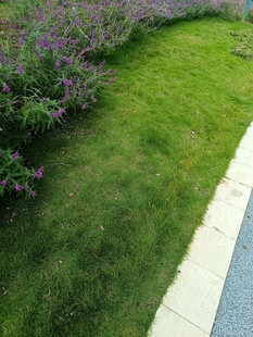 路边绿意盎然的草坪与花丛